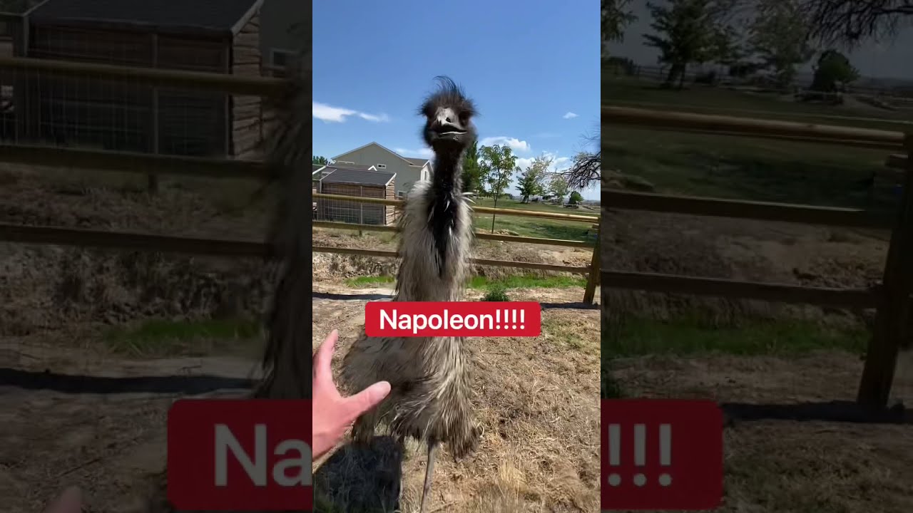 Эму АТАКА!!! #шорты
