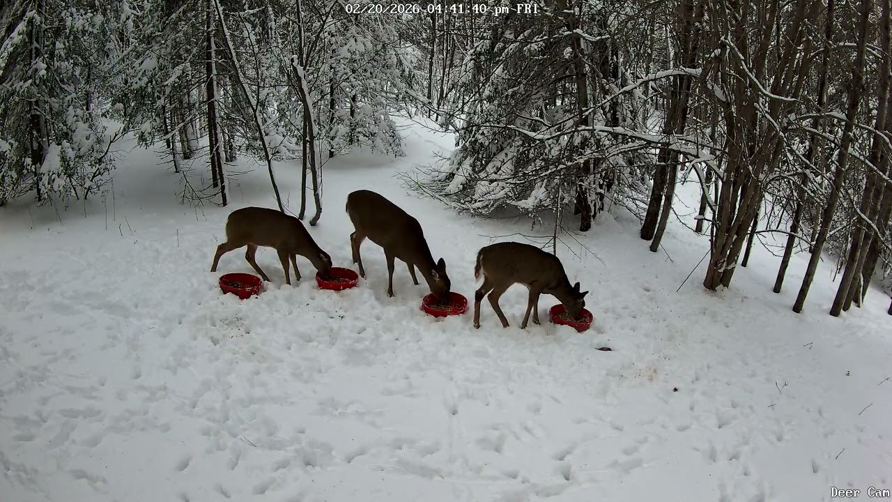 Deer 2-20-2026 4:29 PM