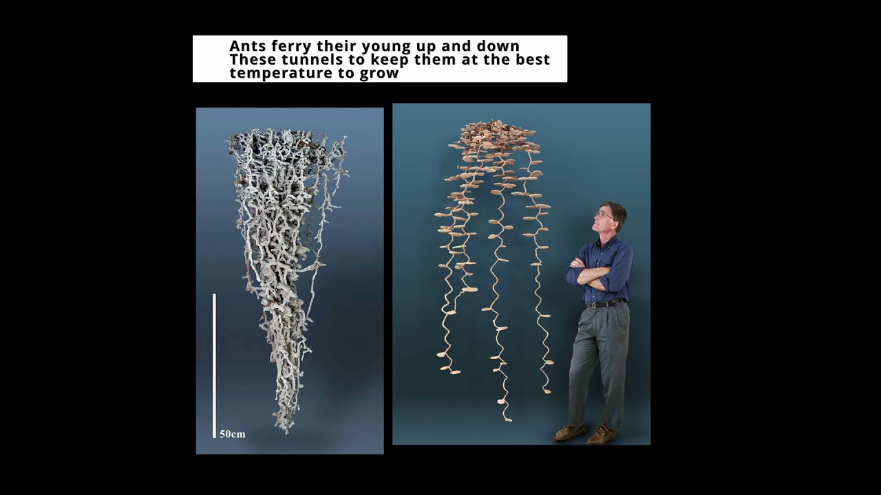 Joshua Maponga call African Youth and leaders to invest in African Science 