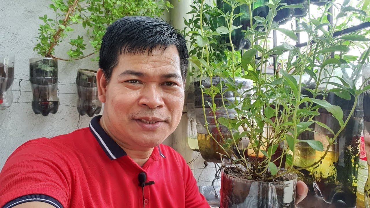 STEVIA: THE SUGAR PLANT (with ENG sub)