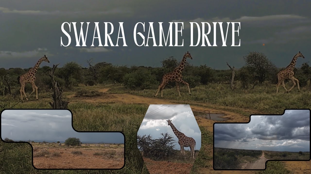 SWARA game drive