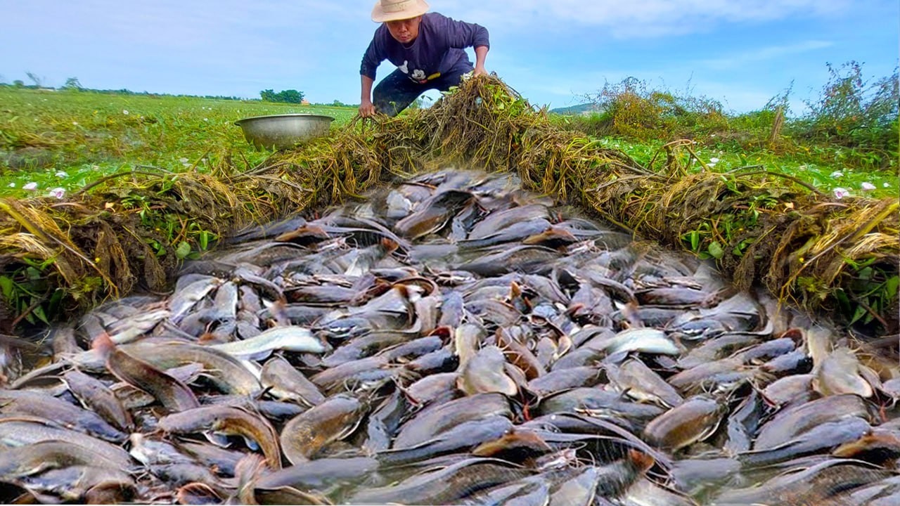 Thousands of Catfish Drained From the Field – Unbelievable Catch!