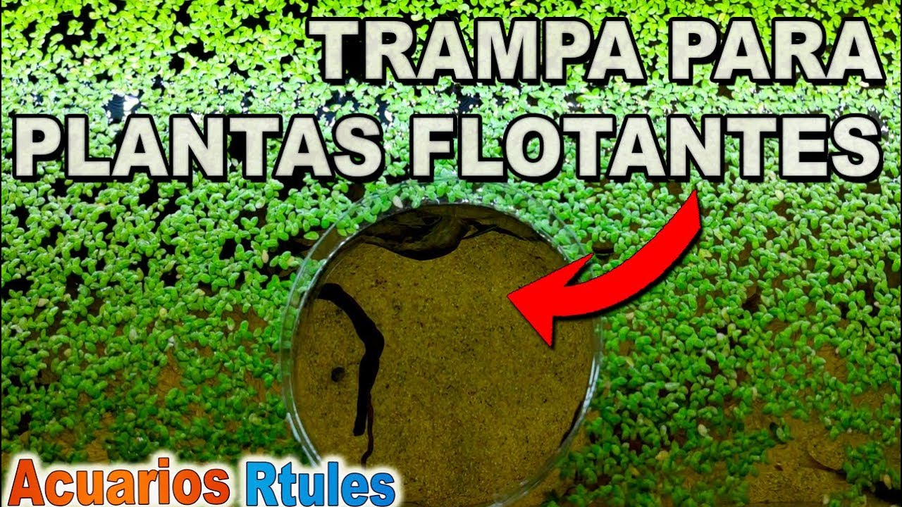 BRICO: Estación de alimentación de peces | Trampa de plantas flotantes