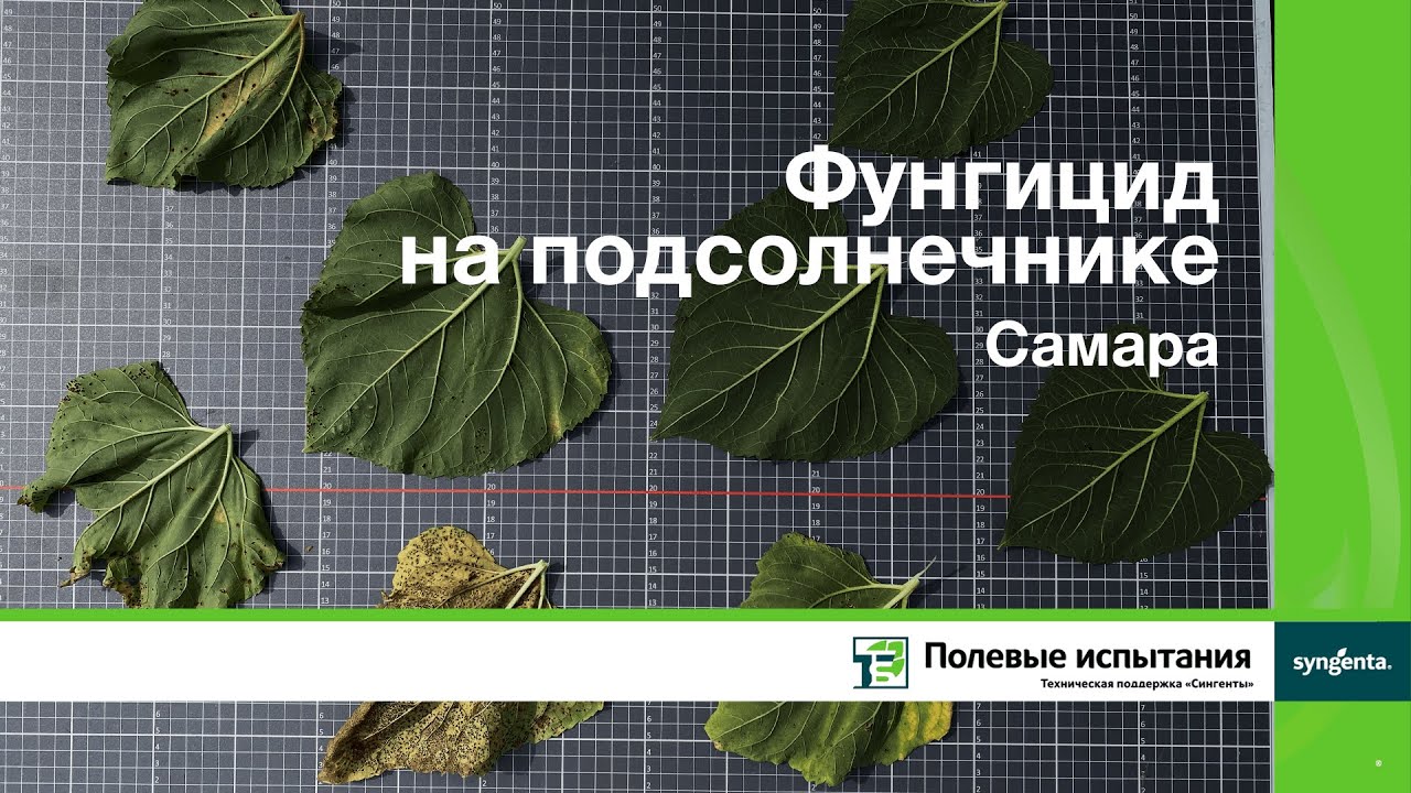 Фунгицид на подсолнечнике, Самара