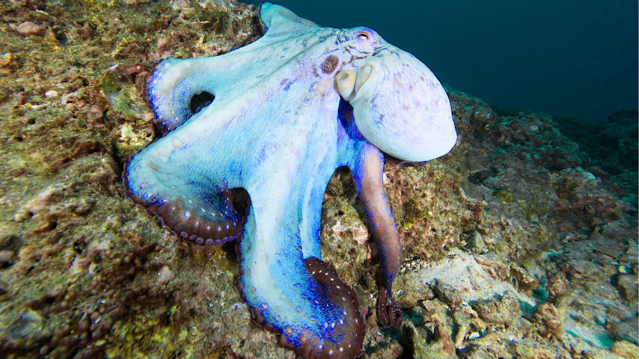 Top Ten Most Beautiful Octopus Species in the World