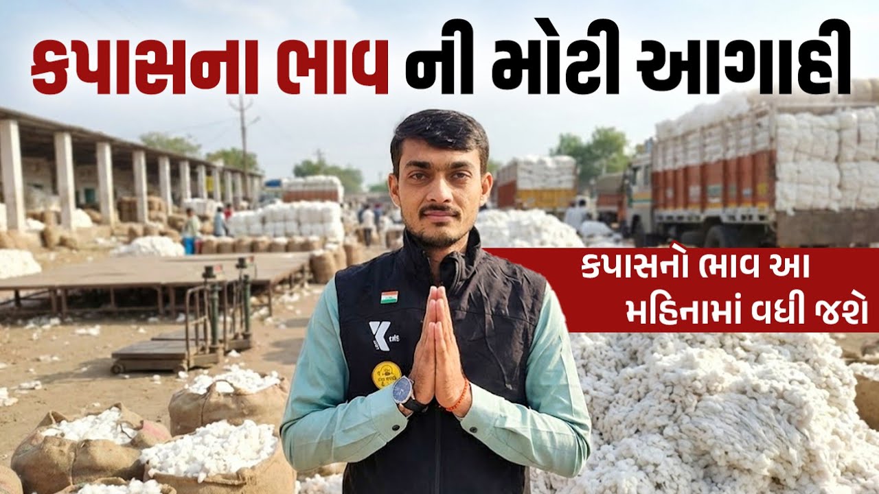 કપાસનો ભાવ આ મહિનામાં વધી જશે | કપાસના ભાવની આગાહી | kapas no bhav | kapasno bhav gujarati