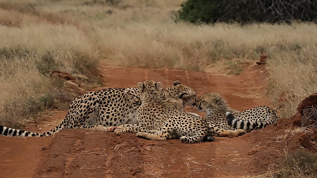 Samara Cheetah & cubs