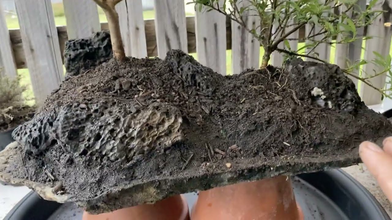 Rock slab planting part 1