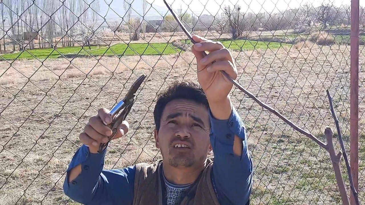 شاخه بری درخت سیب به شیوه آسان Apple tree pruning in an easy way