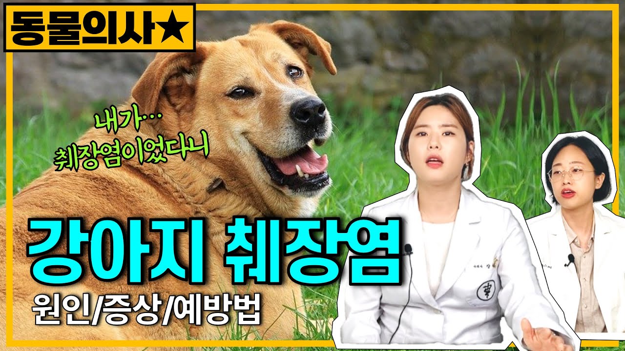강아지 췌장염 : 원인, 증상, 특징, 예방 [수의사가 정해드림]
