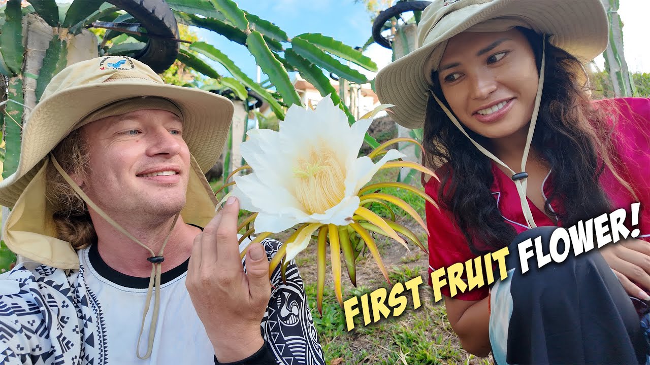 Our First DRAGON FRUIT Flower & Harvesting Melons - Philippines Farm Life