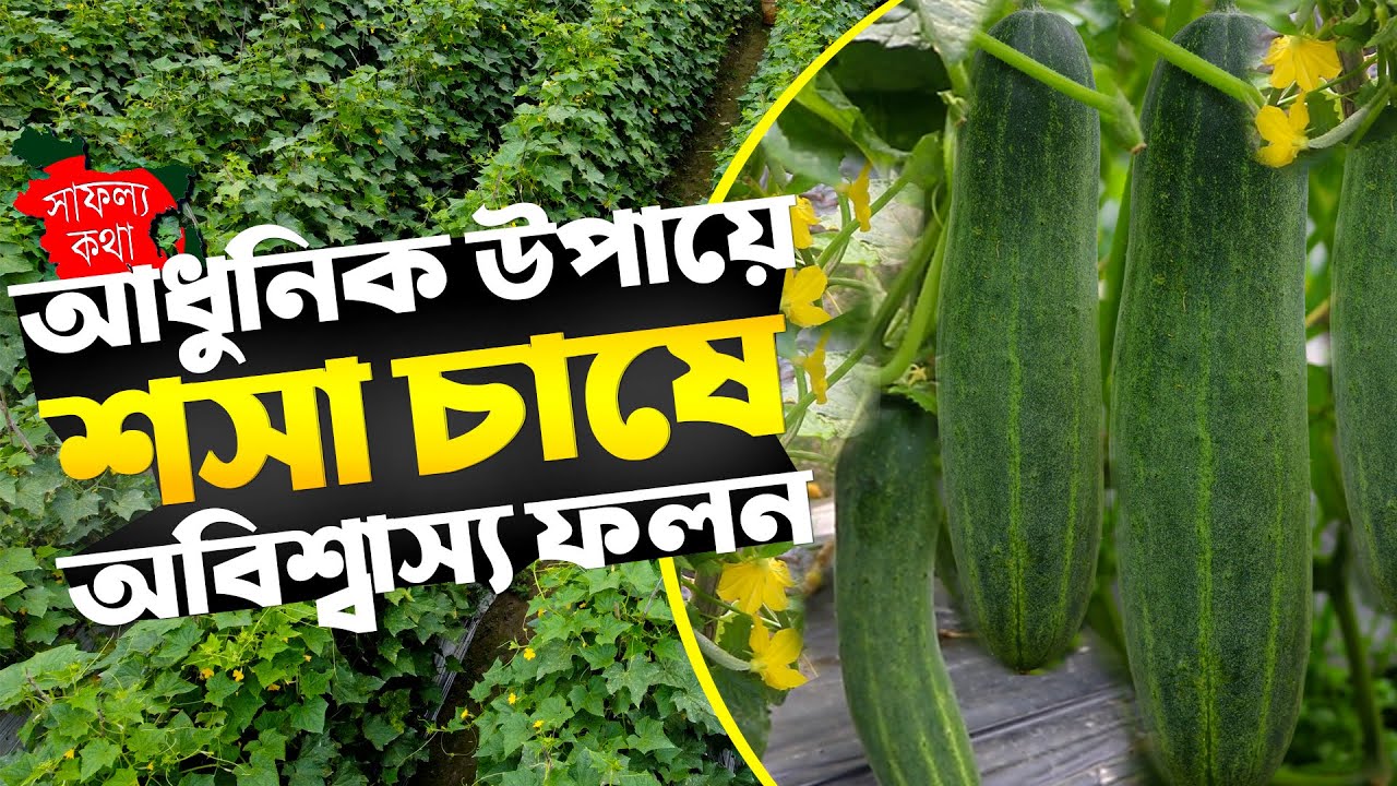 ইন্টার পাশ ছাত্রের ৭ একরে কৃষি চাষ | আধুনিক পদ্ধতিতে শশা চাষে অবিশ্বাস্য ফলন | Cucumber Cultivation