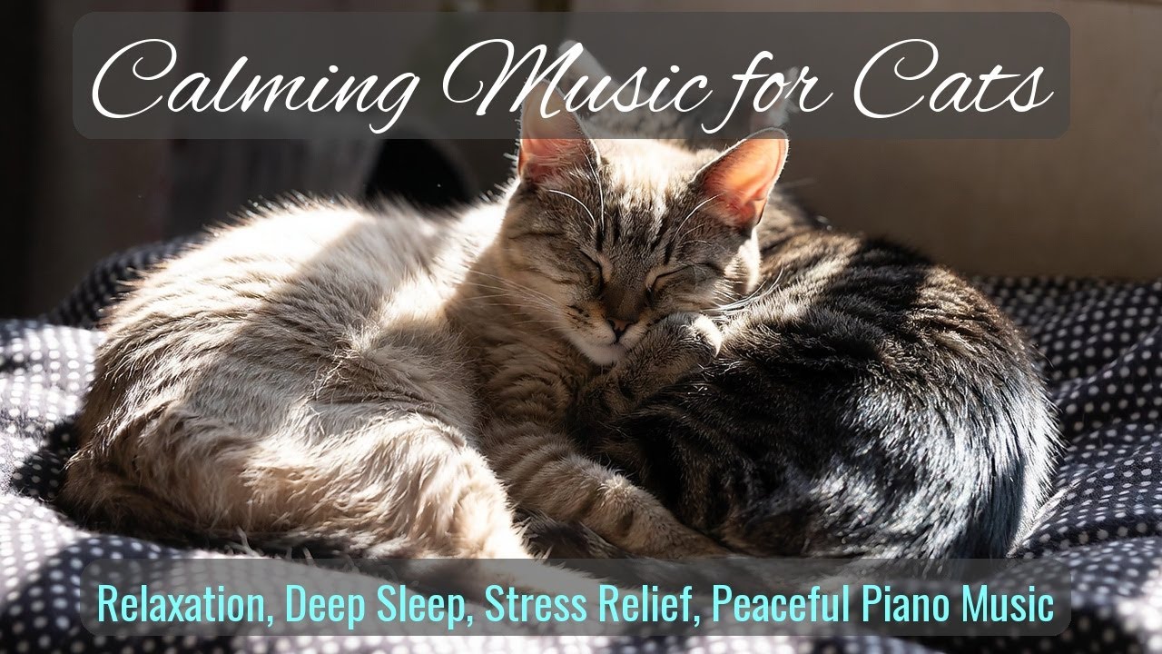 LIVE Calm Cat Sleeping That Instantly Reduces Stress 😌 | Season 42