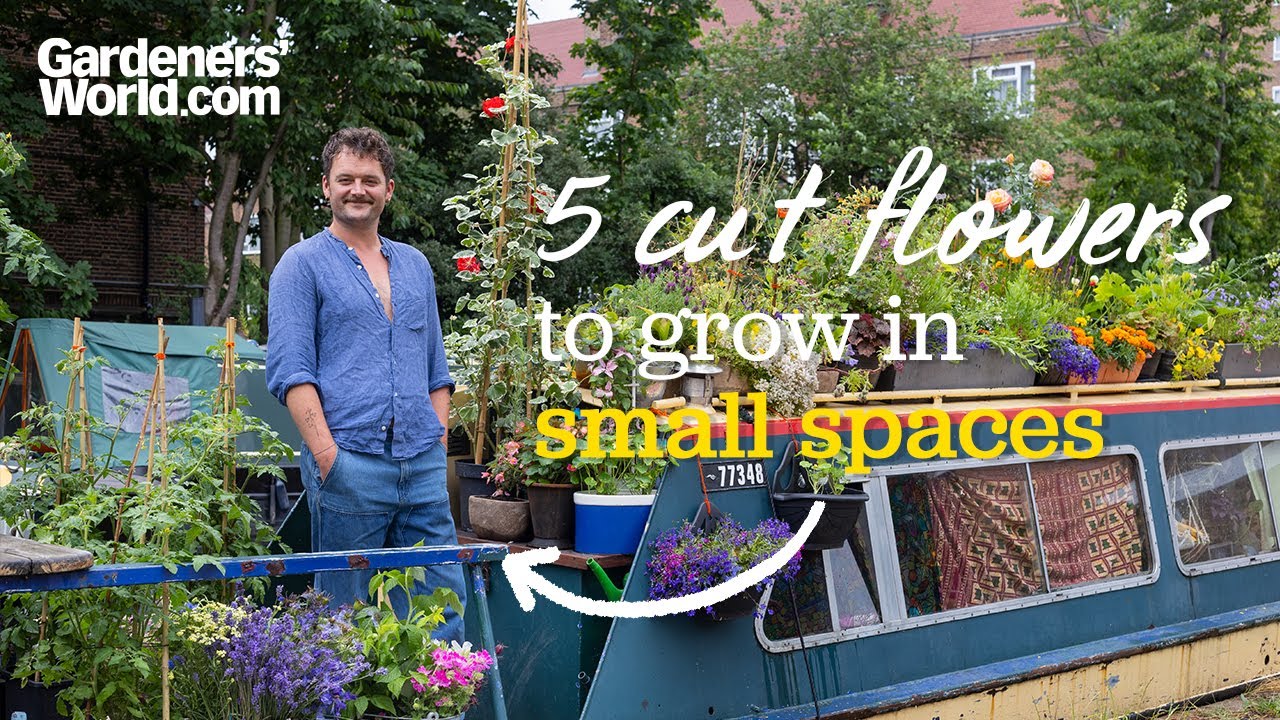 5 cut flowers for small spaces & tips for growing them