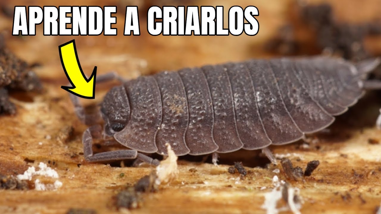 &iexcl;C&oacute;mo criar is&oacute;podos de forma f&aacute;cil y efectiva!