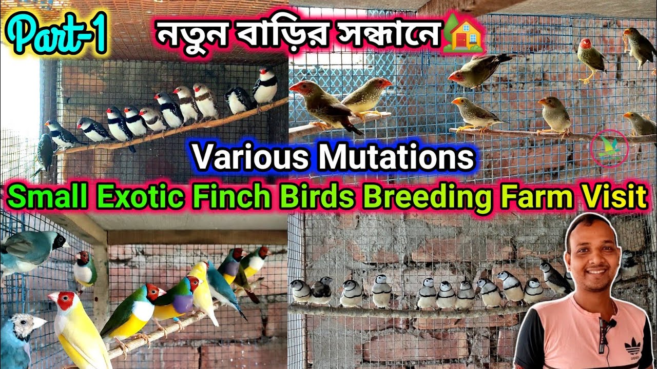 Gouldian/Owl/Star/Bengalese Finch/Diamond Sparrow Birds Breeding Farm Setup Visit||KUILA For EVER