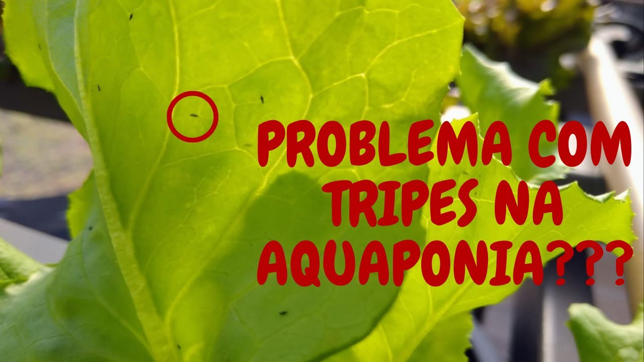 AQUAPONIA - PROBLEMAS COM TRIPES? #Aquaponia #Tripes #Alfaces #tripesnoalface #tripesnahidroponia