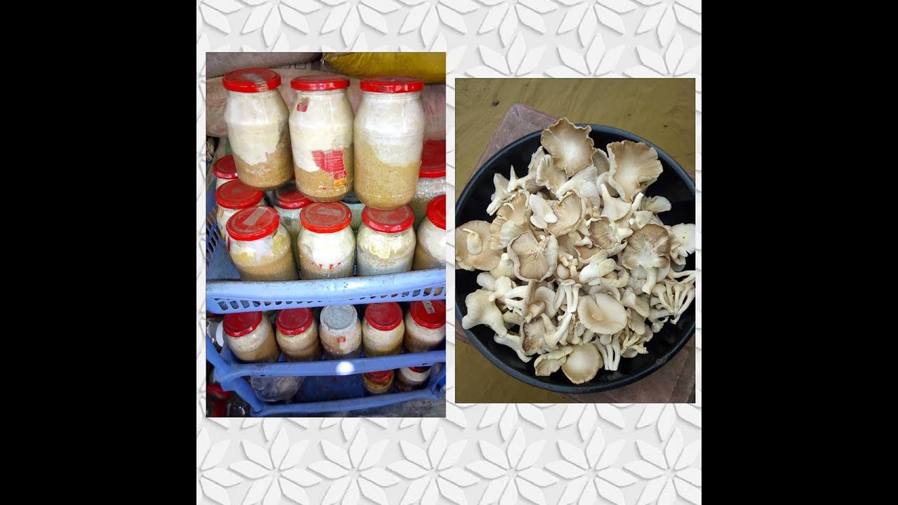 cultiver de champignon commestible chez sois!