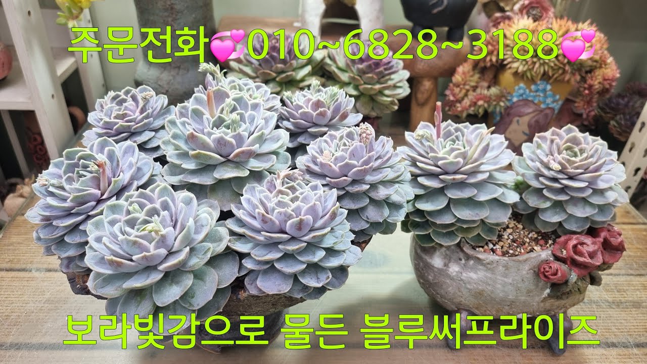 (26.2.5.목)💞블루써프라이즈💞 힐링하세요~😁😆