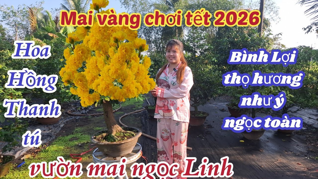 02/01/2026💥Mai v&agrave;ng chơi tết 2026-si&ecirc;u b&ocirc;ng b&igrave;nh lợi, c&uacute;c thọ hương, như &yacute; ☎️0852 324 843 Linh 