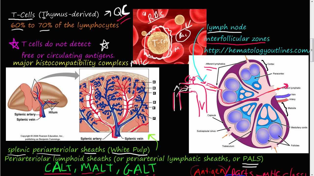 #69P - T-cell (part 1), major histocompatibility complex, T-cell receptor, GALT, MALT, CALT