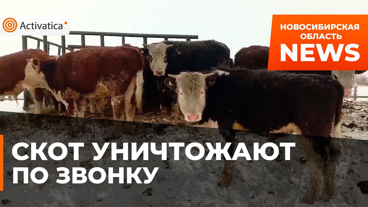 🟠Скот уничтожают по звонку, несогласного ветврача уволили