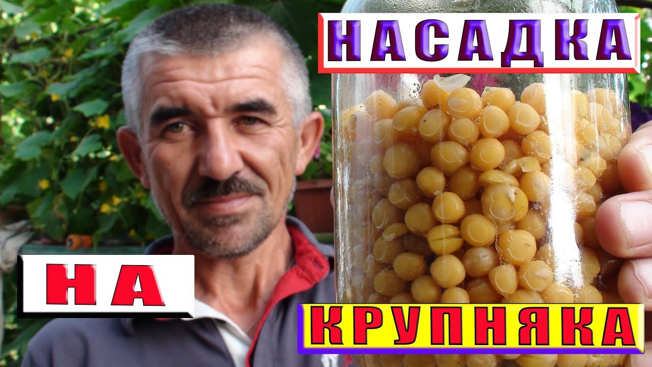 Уловистая насадка. Как сварить горох для рыбалки.