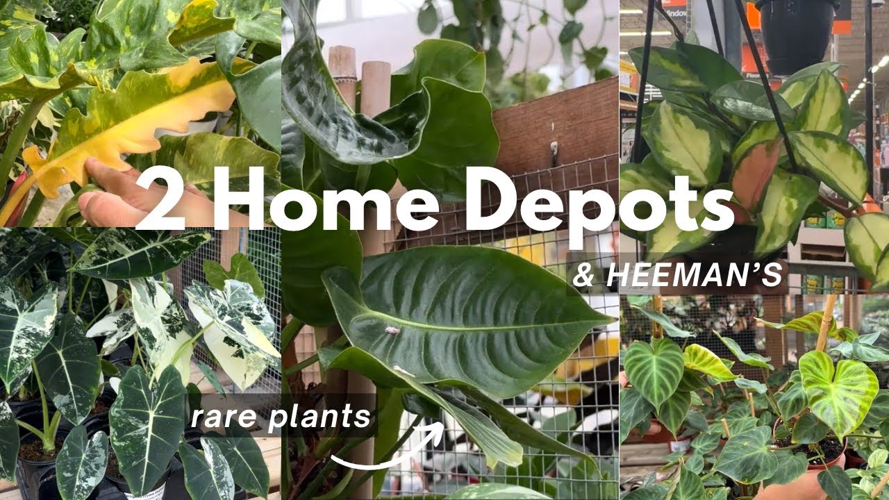 PLANT SHOPPING || Rare & Common || 2 Home Depots & Heeman's