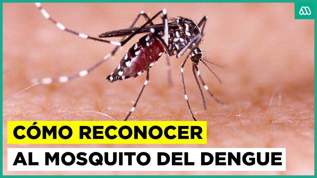 ¿Cómo reconocer al mosquito transmisor del dengue?