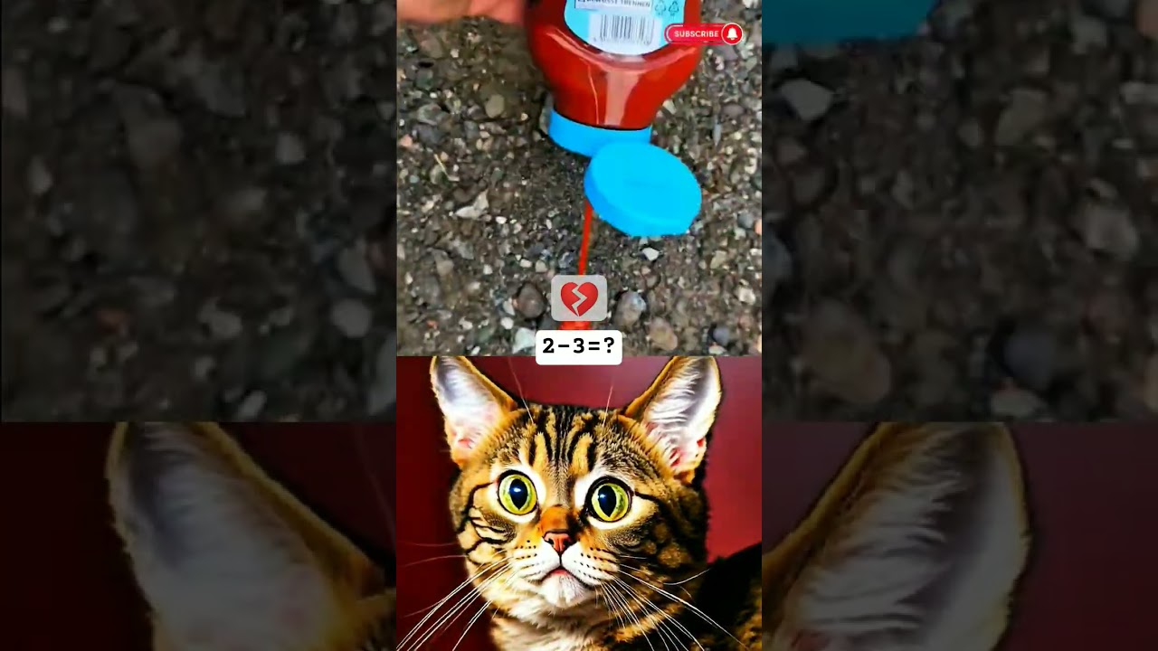 From Calm to Chaos: Cat Sees Lava in Real Life! 🌋😼 #youtubeshorts #memes #cat #funny #usa #shorts