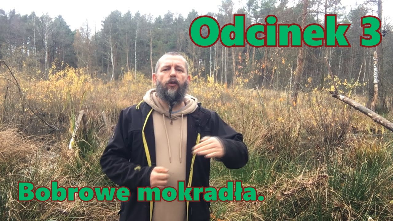 3. Bobrowe mokradła.