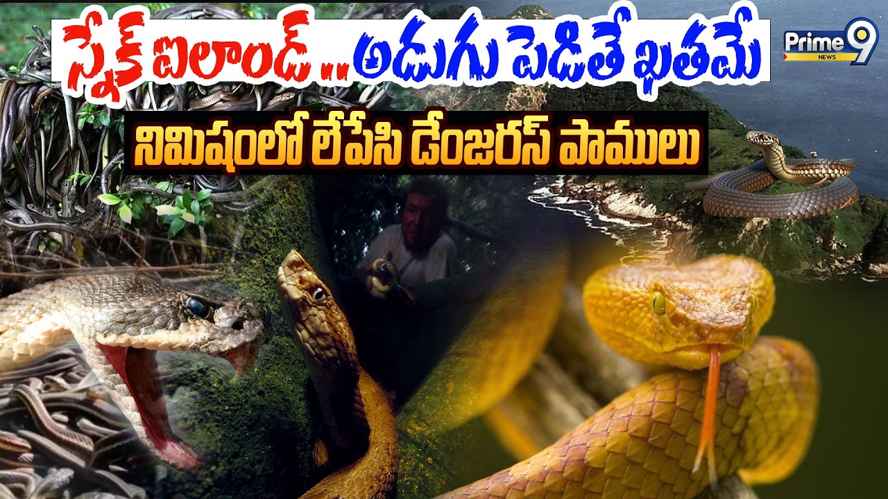 స్నేక్ ఐలాండ్ అడుగు పెడితే ఖతమే..నిమిషంలో లేపేసి డేంజరస్ పాములు | Snake Island Mind Blowing Facts
