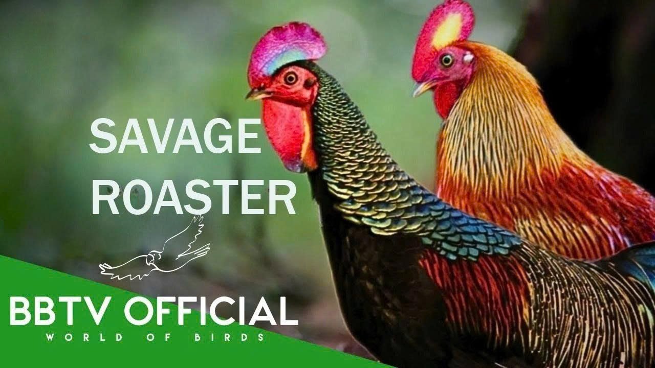 Wild Roosters | The Ancestral Song of Chickens | Animal Documentary | BBTV Official