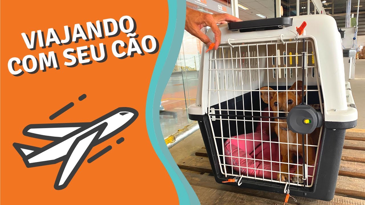 Como viajar com seu cão de avião? [treino completo]