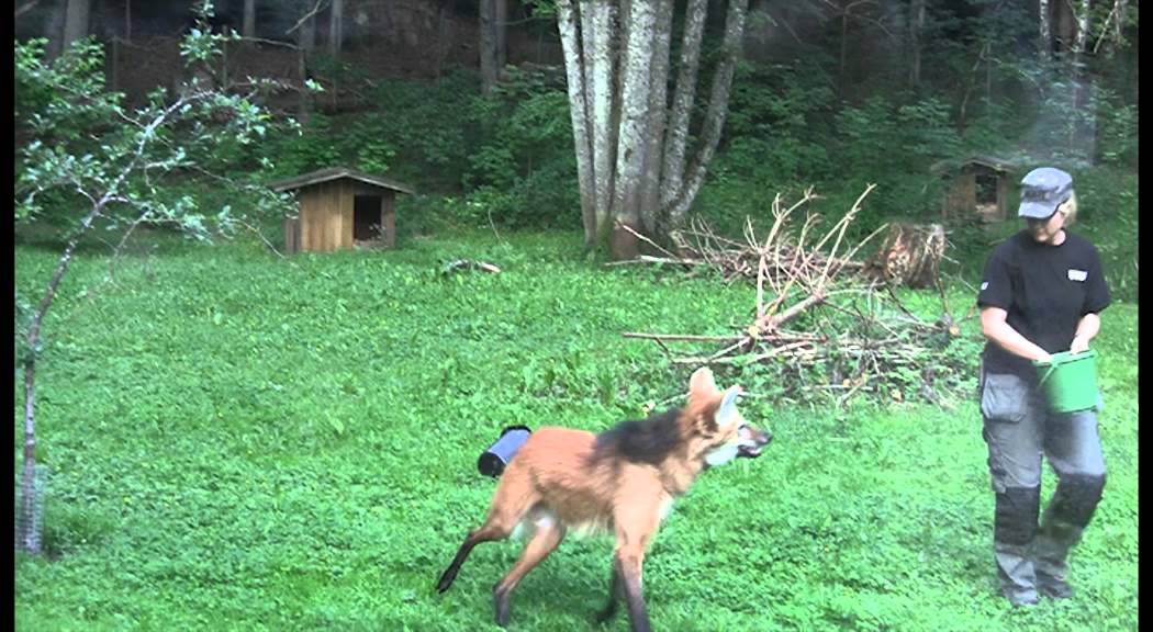 Feeding the Maned wolf - Nordens Ark