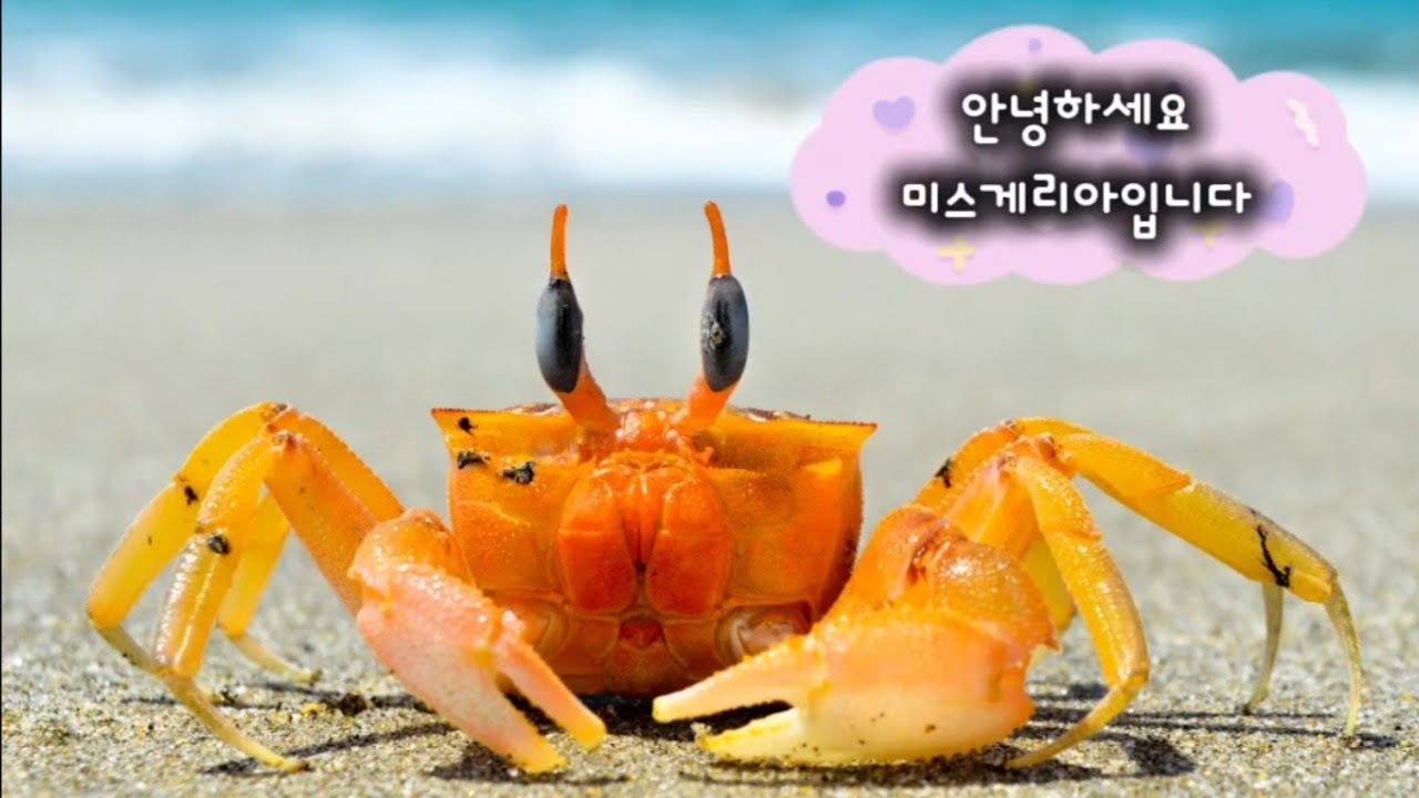🦀 게 이미지 & 음악 #Crab
