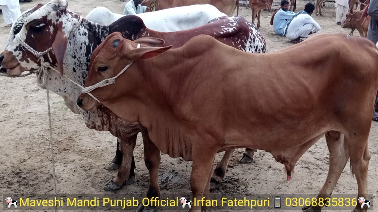 Sahiwal Bull For Sale Best Price - Sahiwal Bull Price Update - Sahiwal Bull at Cow Mandi