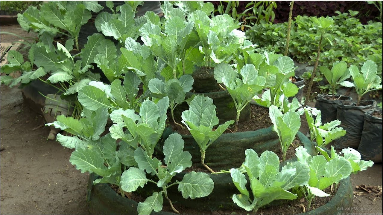 Умное фермерство на основе Sukuma Wiki: просто и понятно