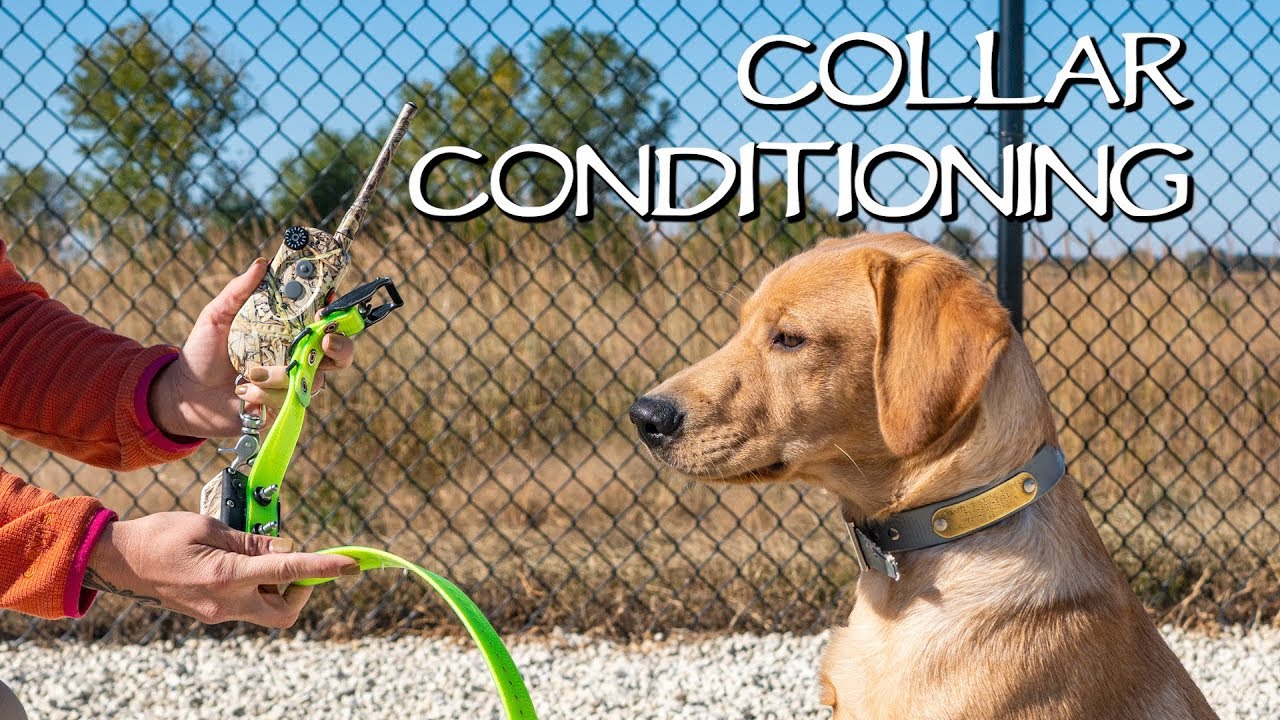 Labrador Retriever Collar Conditioning To Recall - Gun Dog Training