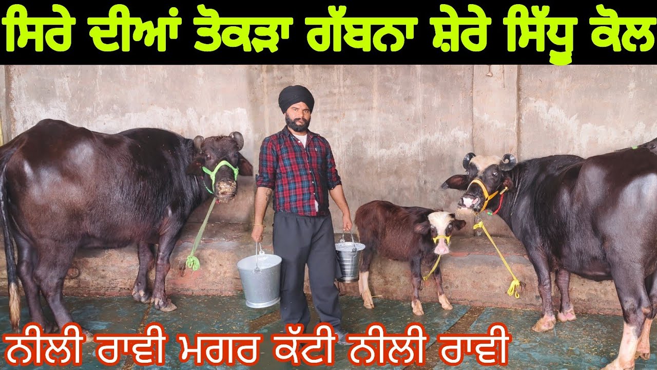 2 ਬਹੁਤ ਚੰਗੀਆਂ ਝੋਟੀਆਂ ਵਿਕਾਊ ਸ਼ੇਰੇ ਸਿੱਧੂ ਕੋਲ 9814560018