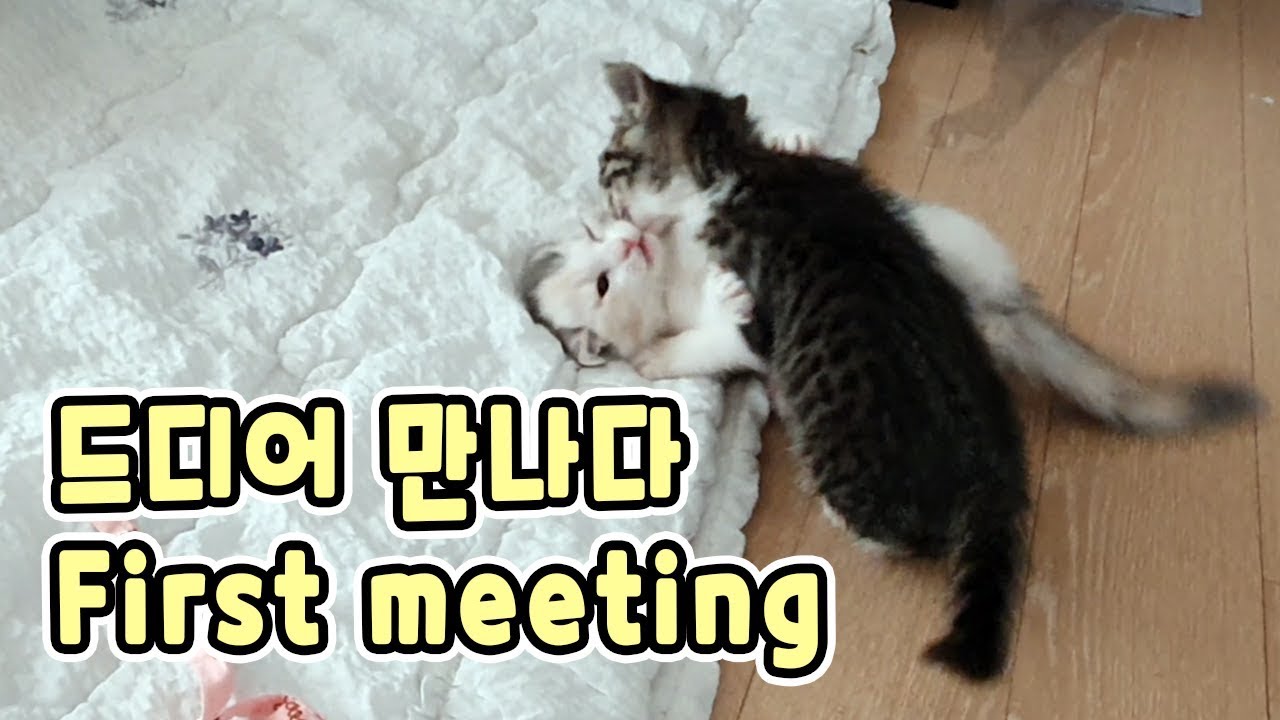 The First Meeting between Two Kittens, Xuni and Yuni // 두 아기고양이 슈니와 유니의 두근두근 첫 만남