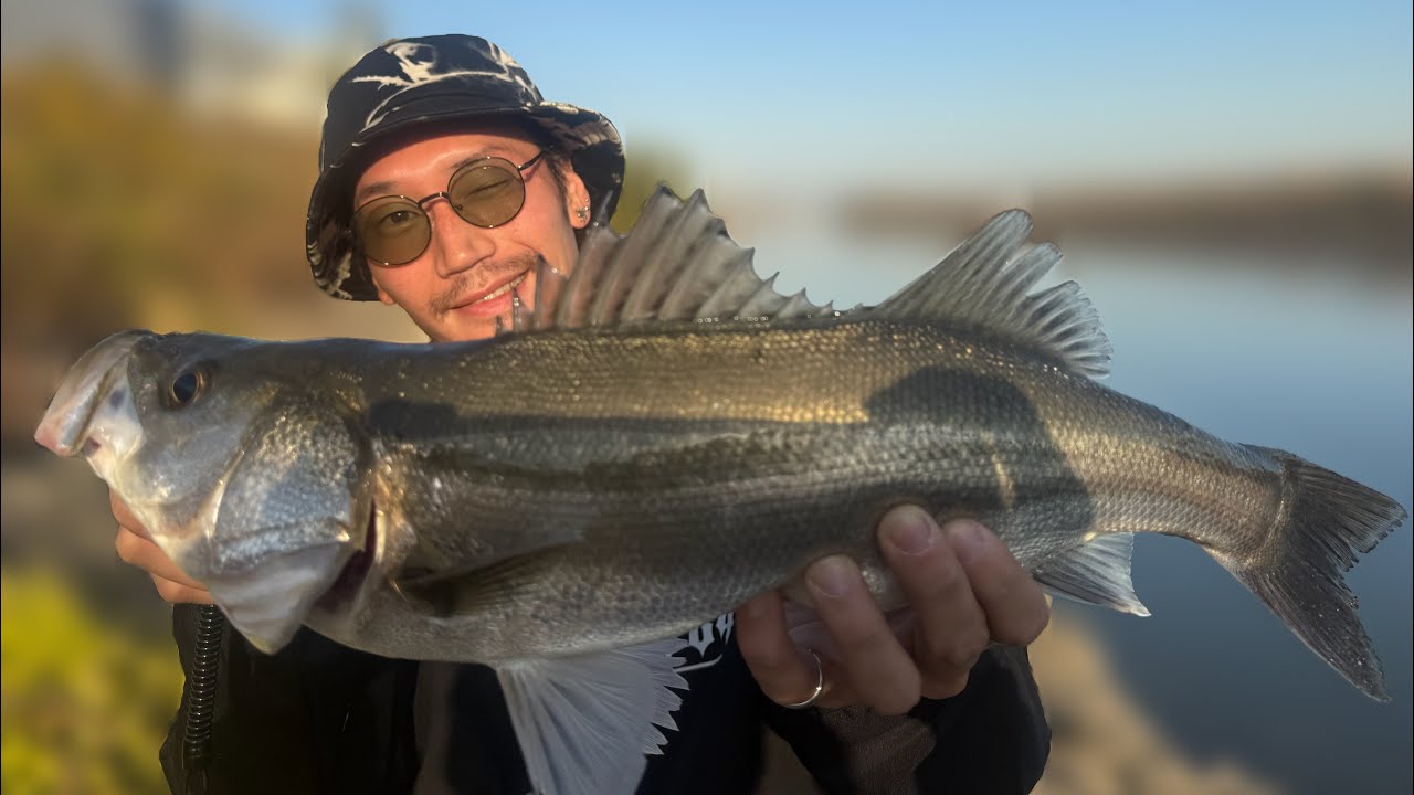 シーバス釣行