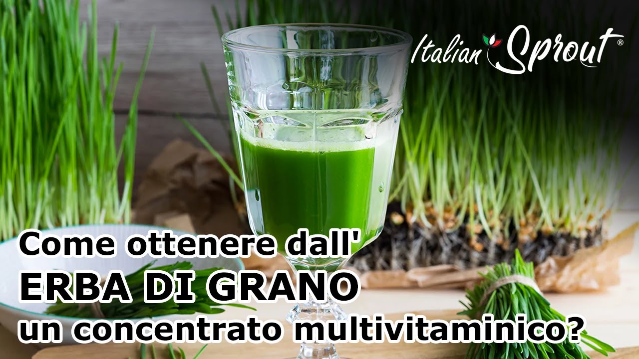 Come ottenere dall'erba di grano un concentrato multivitaminico?