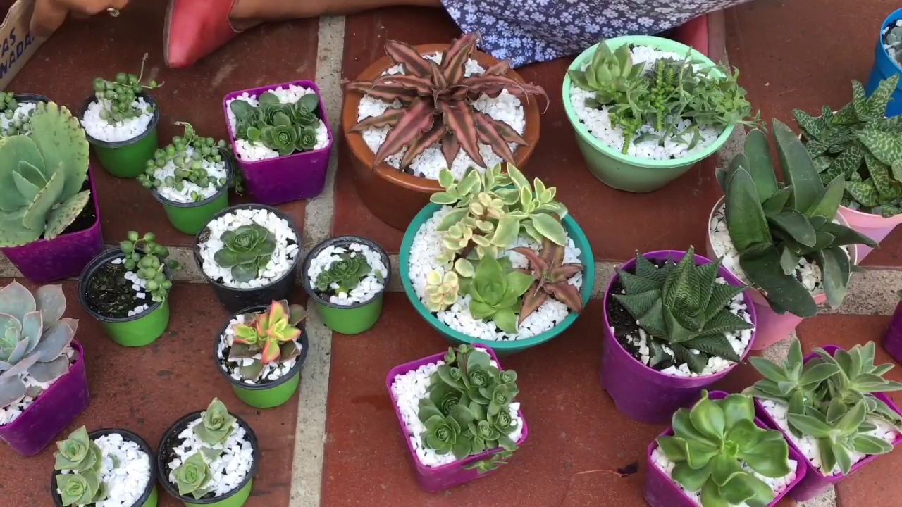 COMPRAS NO CEASA + PLANTANDO SUCULENTAS