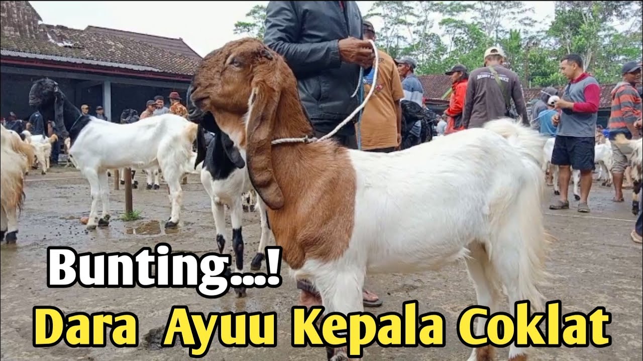DARA AYUU BUNTING DI PASAR KALIGESING#hargakambing#pasarkambing