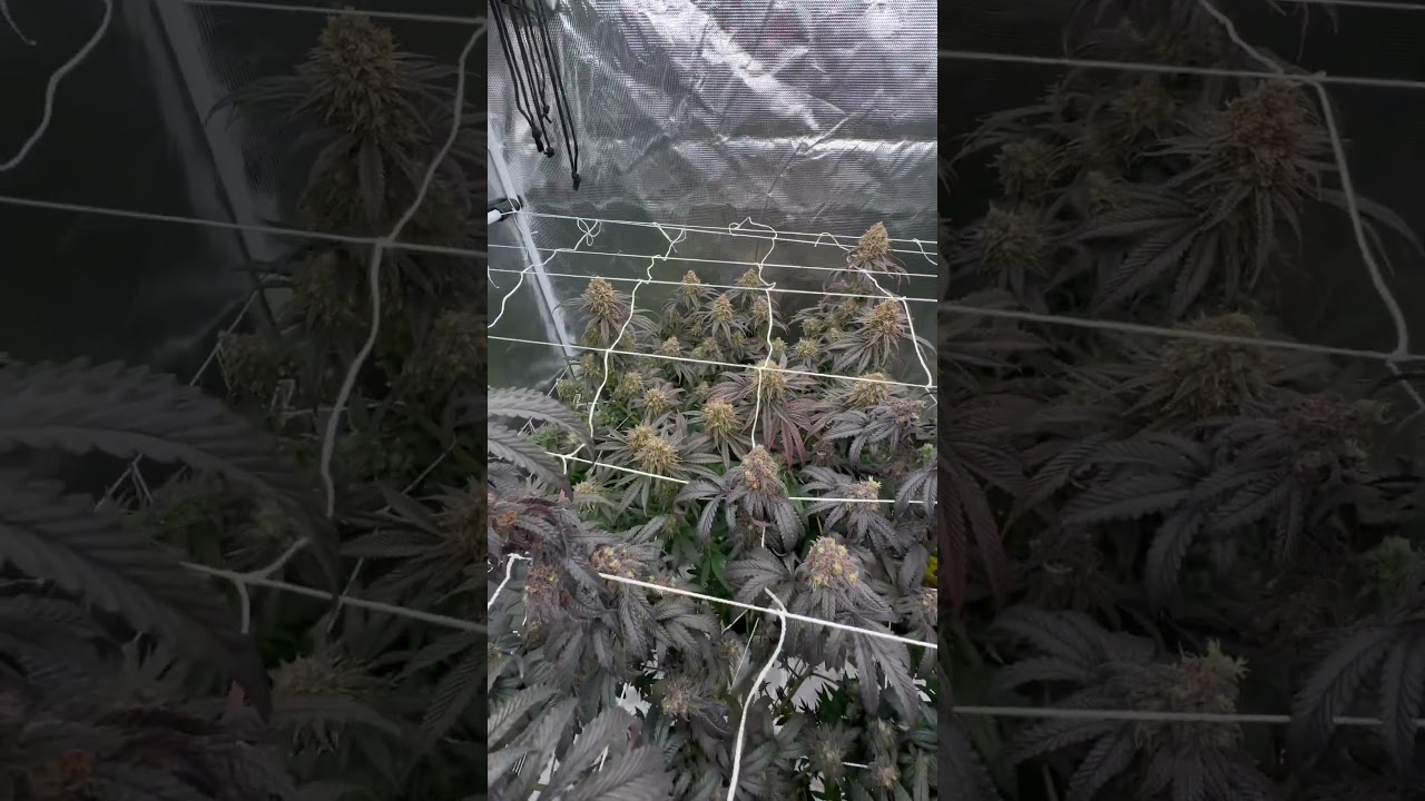 #marshydro #grow