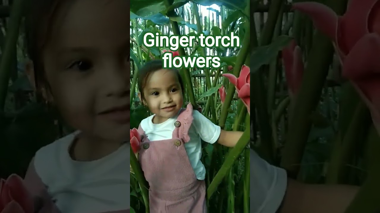 ginger torch flowers #flowers #lovesong