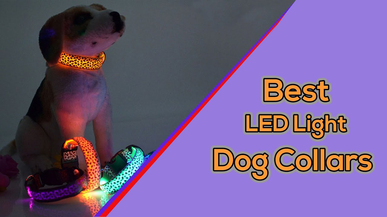 Brightest LED Dog Collars || Best LED Light up Glow Dog Collars