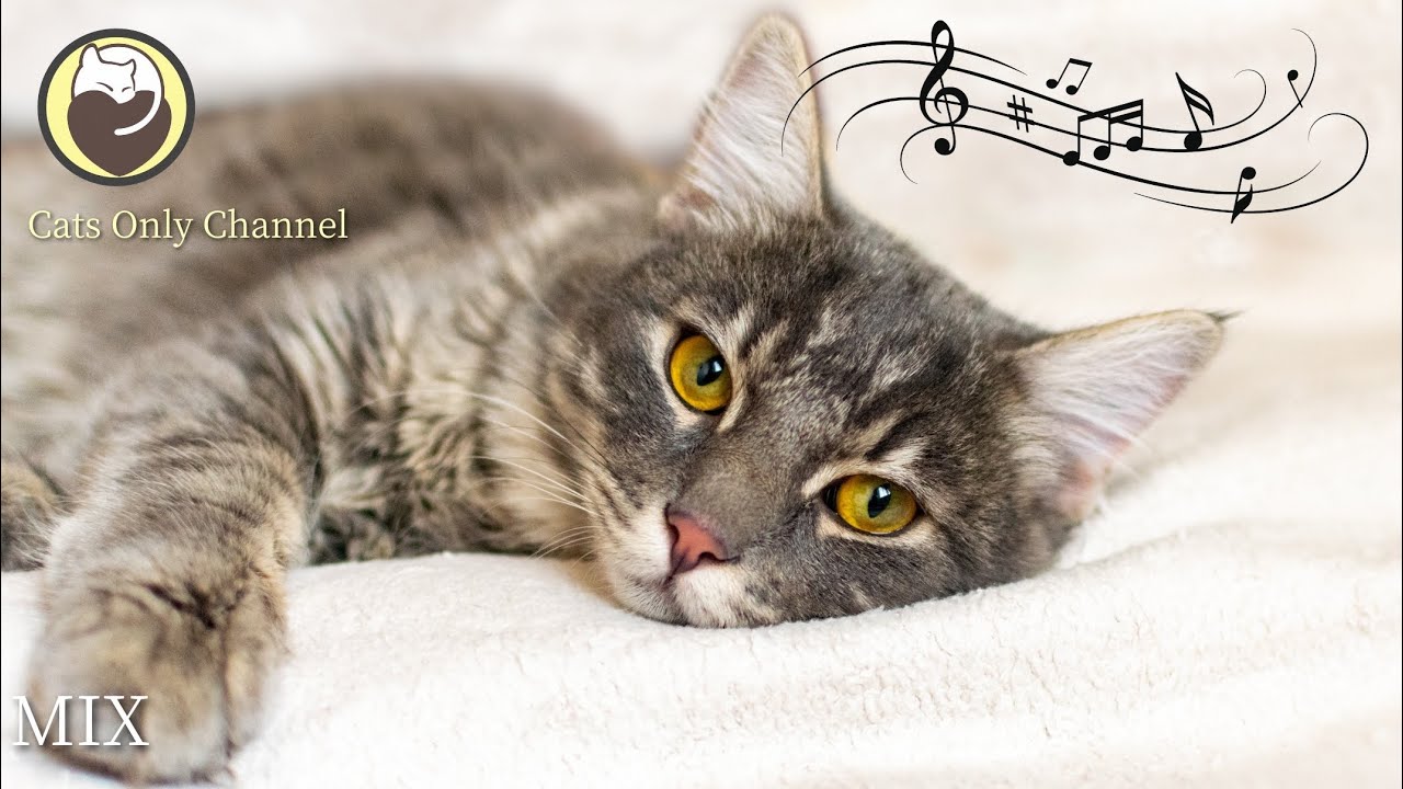Music to Calm Cats - 10 Hours of Relaxing Background Music