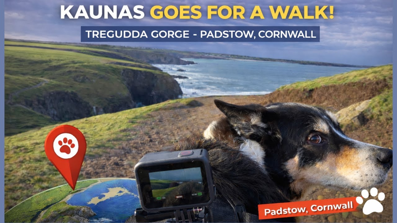 A Dog’s Walk Along the Cliffs | Tregudda Gorge, Padstow, Cornwall